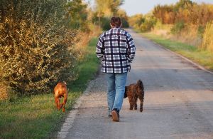 walking-with-dogs-1185411-m.jpg